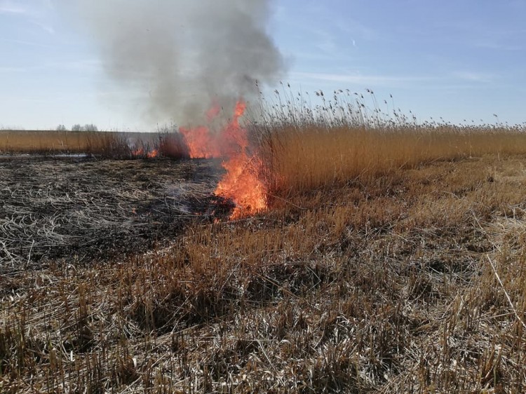 Plaga podpaleń suchych traw i trzcin dotarła do gminy Stegna