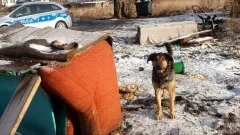 Nowy Dwór Gdański. Policjanci apelują – zimą zadbajmy o psy podwórkowe.&#8230;